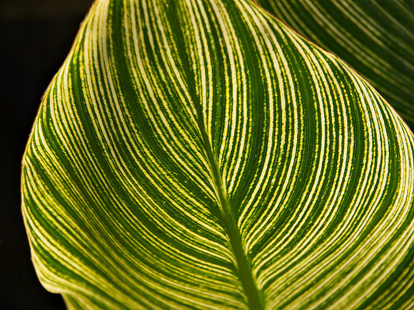 Leaf