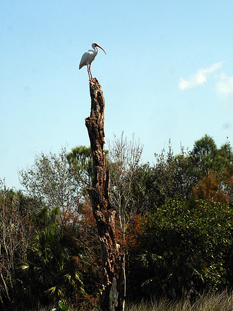 White Ibis, Green Cay