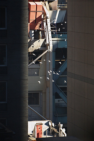 Pigeons Flocking, Port Authority Bus Terminal