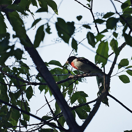Rose-Breasted Grosbeak