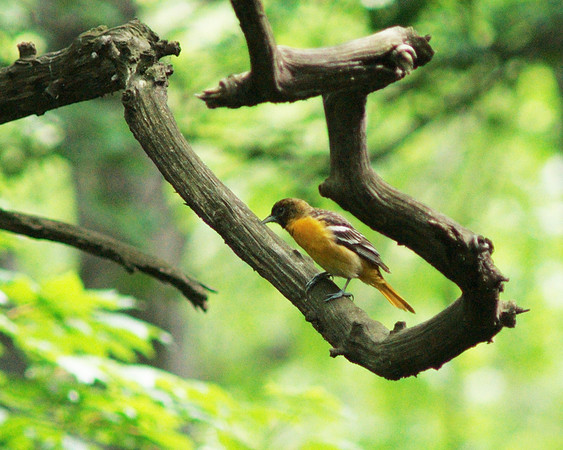 Baltimore Oriole, Central Park