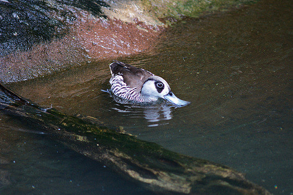 Duck, Central Park Zoo