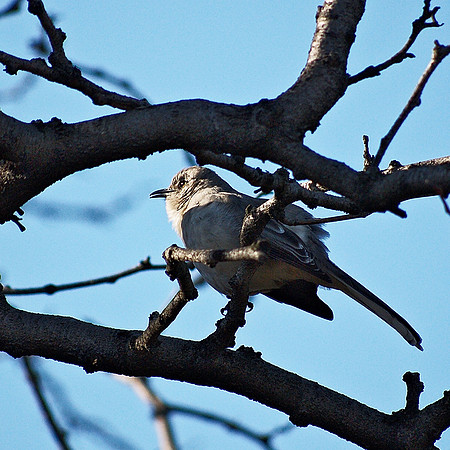 Mockingbird