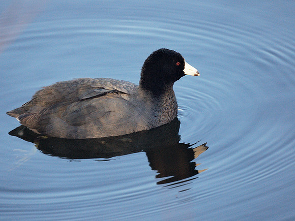 American Coot, Central Park Reservoir
