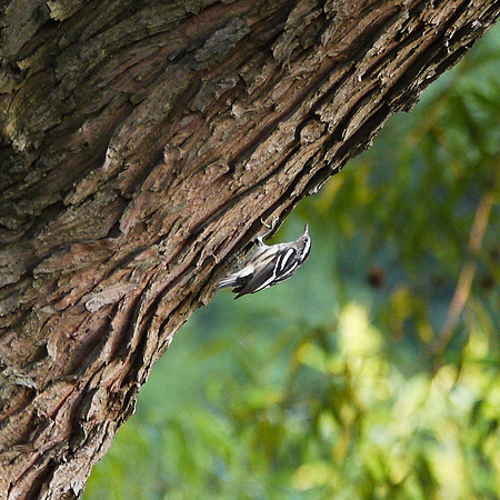 Black and White Warbler, Central Park