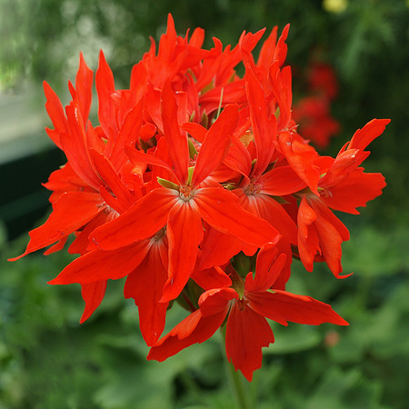 At Longwood Gardens