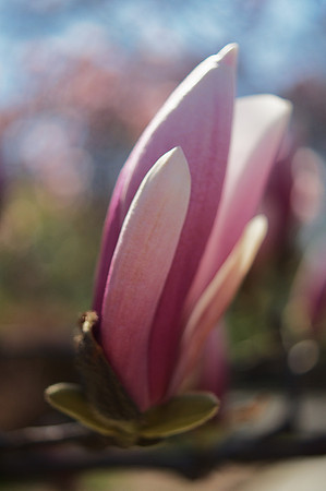 magnolia