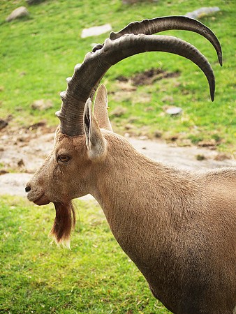 Ibex profile