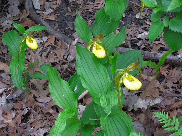 Cypripedium orchids, Central Park