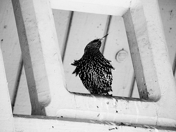 Starling, Belvedere Castle