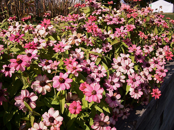 Zinnias, Dutchess County Fairgrounds