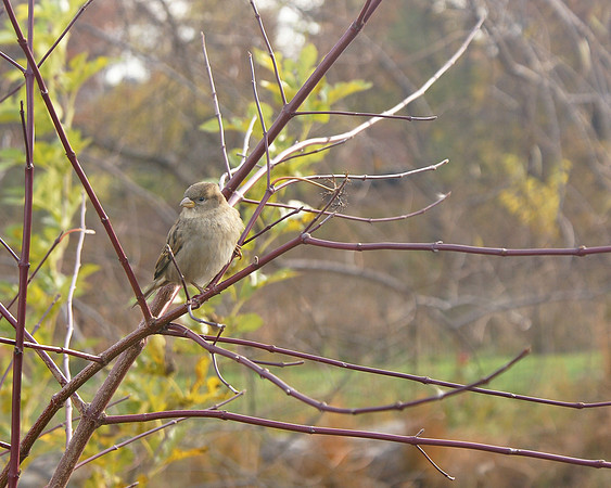 Sparrow, Turtle Pond