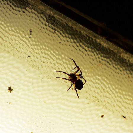 Spider, Peekskill NY train station