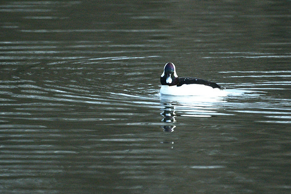 Bufflehead