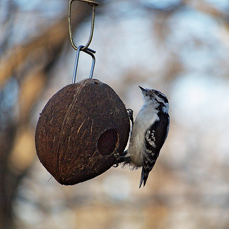 Downy Woodpecker