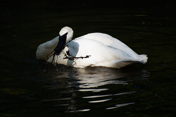 Swan sifting