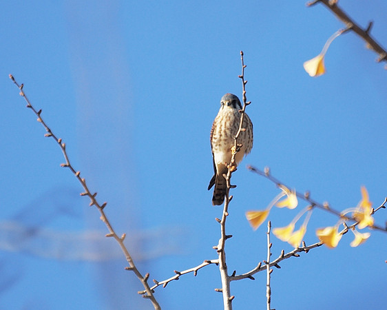 American Kestrel, Central Park