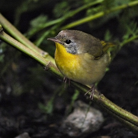 Common Yellowthroat, Bryant Park
