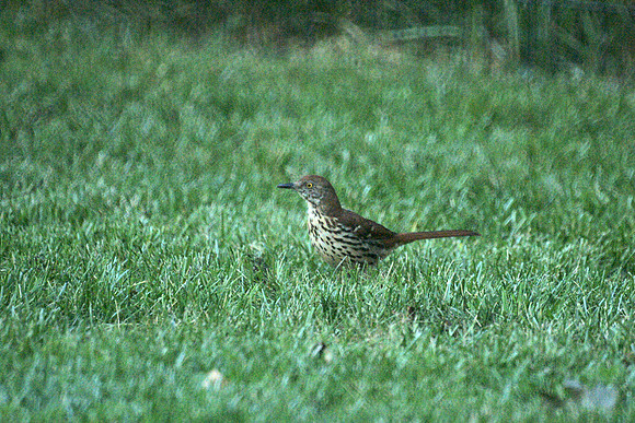 Brown Thrasher, Maintenance field, Central Park