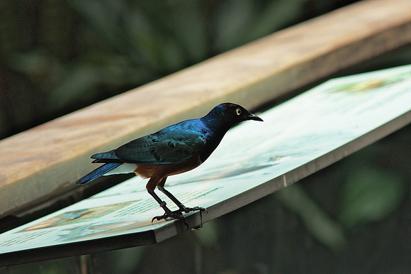 Superb Starling, Central Park Zoo