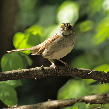 White-Throated Sparrow, Central Park