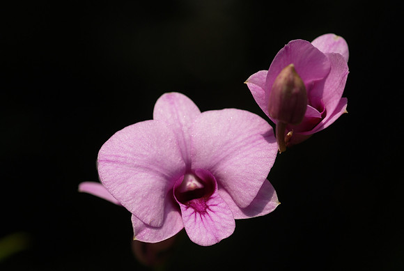 Dendrobium Eima-Pink