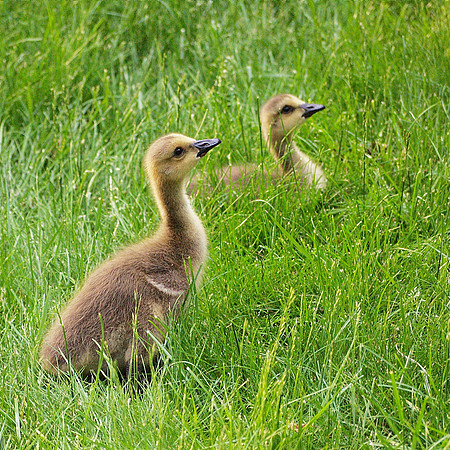 Goslings