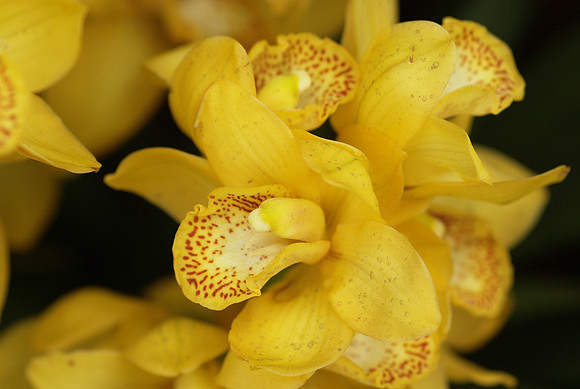 Cymbidium Crescent Tears