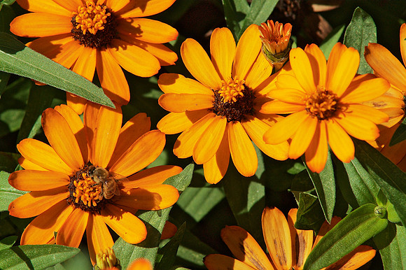 Composition with Bee and Zinnias