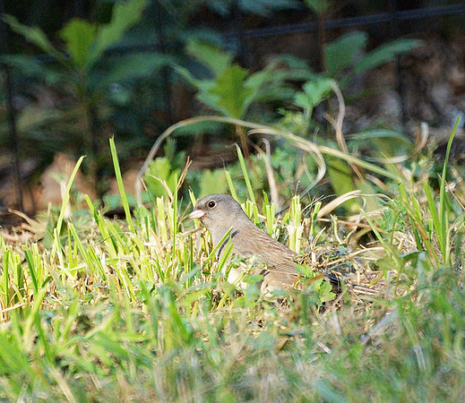 Junco, Central Park