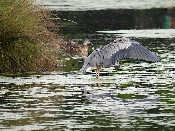 Great Blue Heron, Turtle Pond
