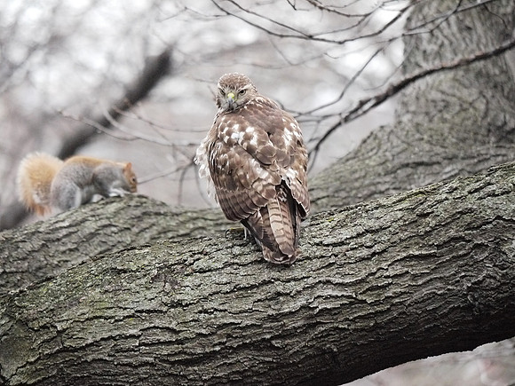 The Hawk and Squirrel Story (4)