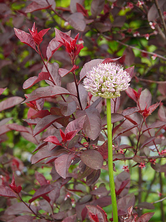 Central Park Conservancy Garden