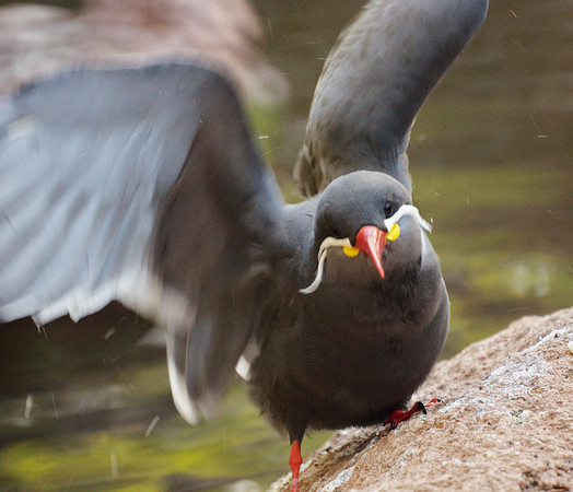 Inca Tern, Settling Down