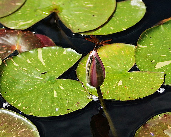 Dragonfly and Water Lily, Brooklyn Botanic Garden