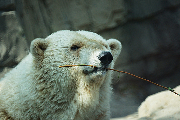 Polar Bear, Central Park Zoo