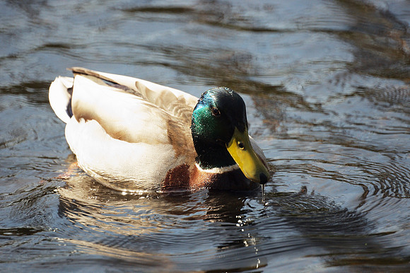 Mallard Duck, NY Botanical Garden