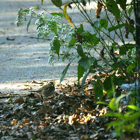 Song Sparrow, Central Park