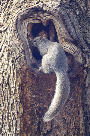 Squirrel investigating