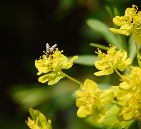 Fly pollination