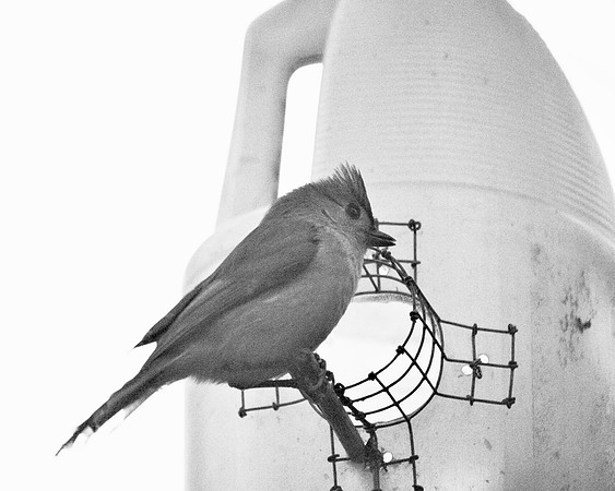 Tufted Titmouse, Central Park