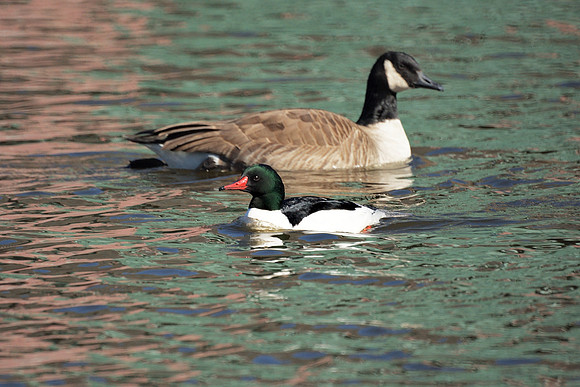 Common Merganser (and Canada Goose), Harlem Meer