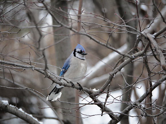 Blue Jay, Central Park, winter