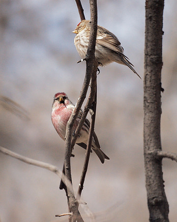 Common Redpolls, Central Park