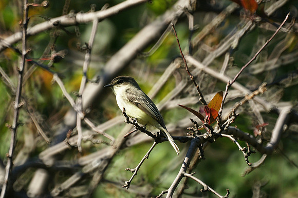 Eastern Phoebe, Central Park