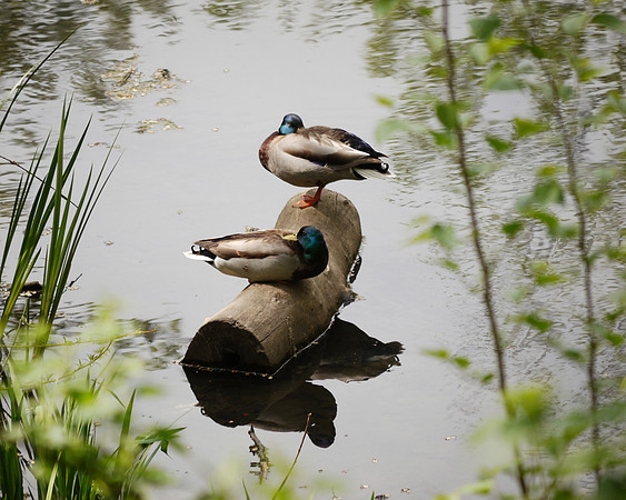 Ducks at the Upper Lobe