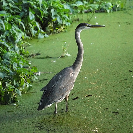 Great Blue Heron, Turtle Pond
