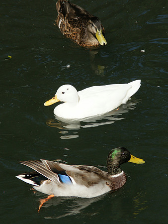 duck, duck, duck...