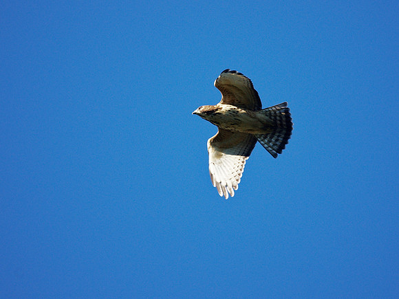 Broad-Winged Hawk, Central Park