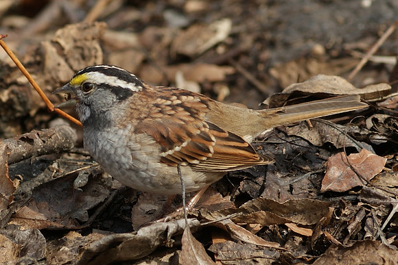 sparrow lunching (3)